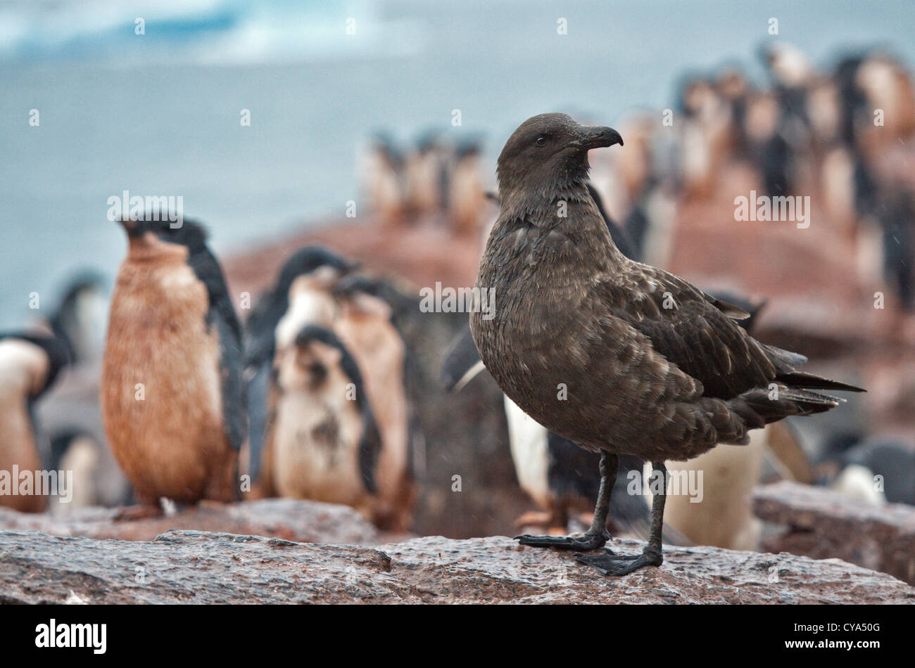 Braun subantarktischen Skua (Stercoraius Antarcticus) und Adelie-Pinguine (Pygoscelis Adeliae), Krönung Island, South Orkneys Stockfoto