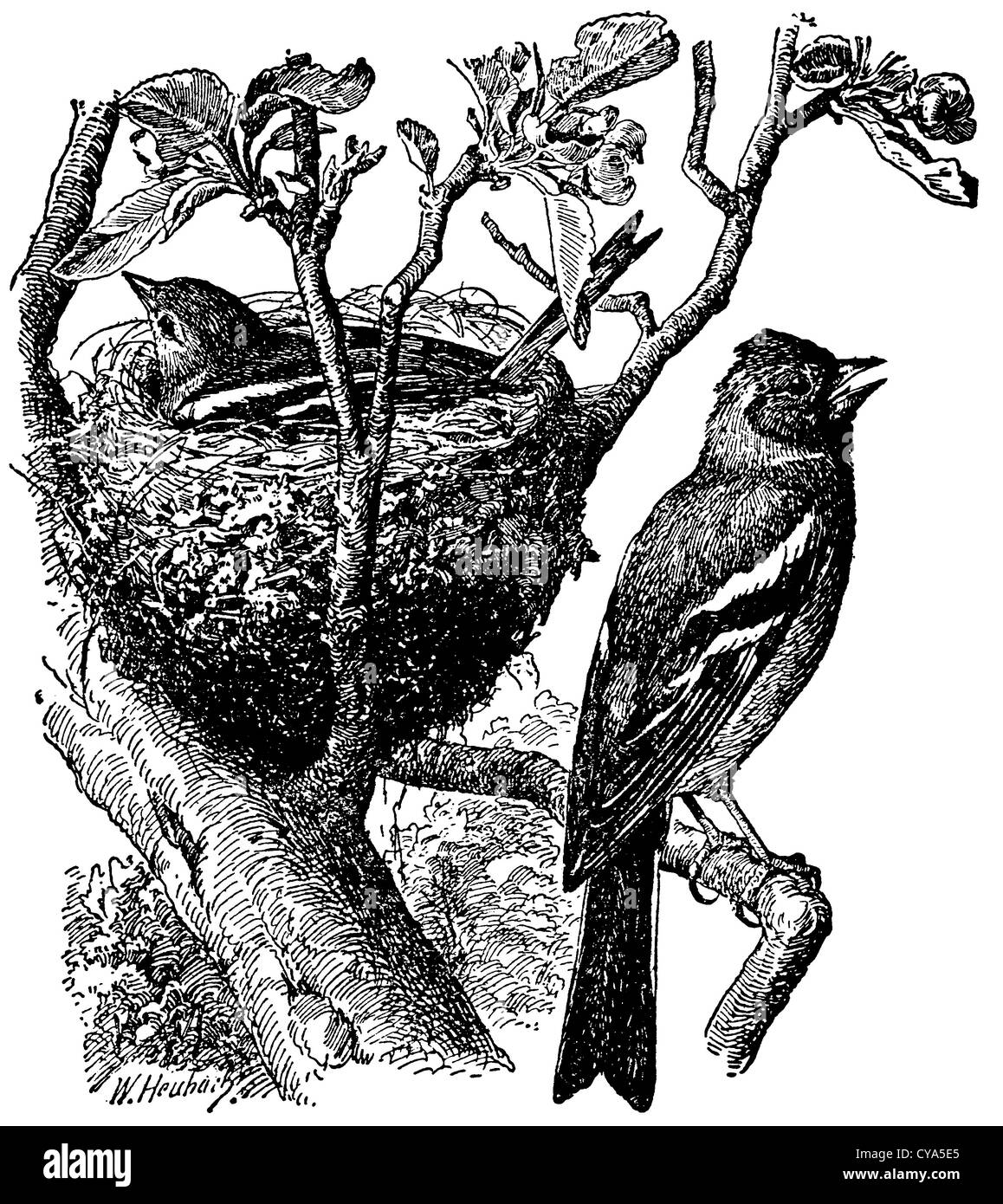 Buchfink bei seinem nest Stockfoto