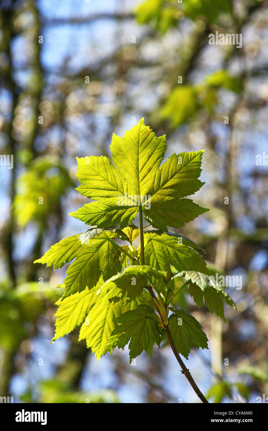 Die sonnendurchfluteten Blätter eines Baumes gemeinsame Bergahorn (Acer Pseudoplatanus) Stockfoto