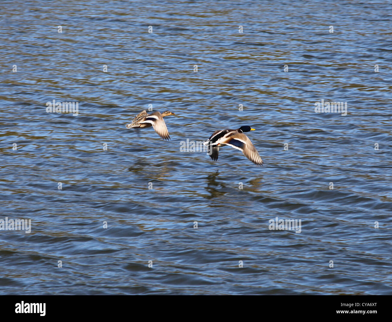 Ein paar Stockenten oder Stockenten (Anas Platyrhynchos) kommen, um auf dem Wasser landen Stockfoto