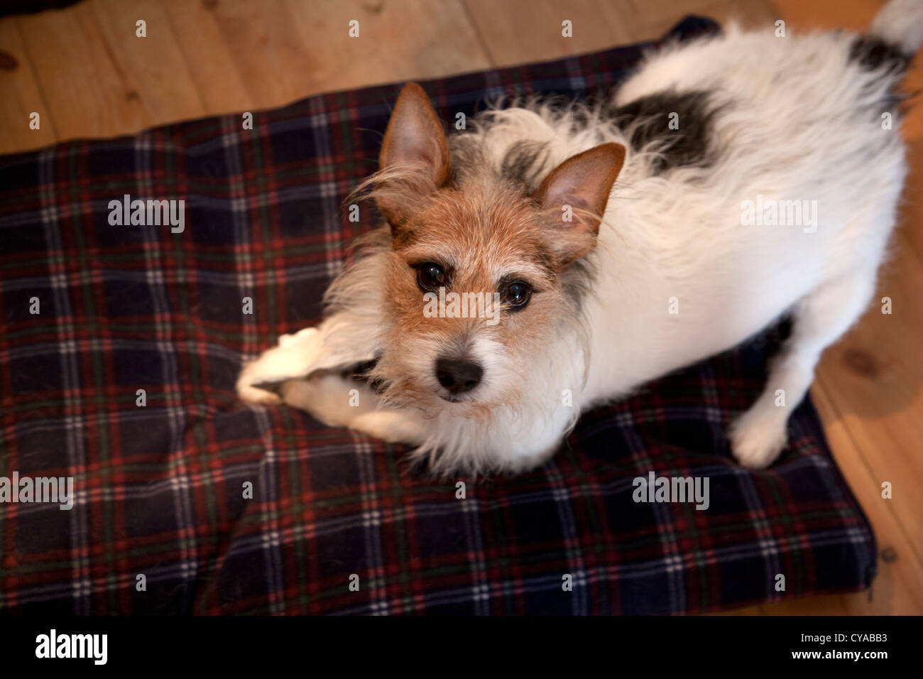Lucky, ein Jack Russell Terrier liegend auf einem karierten Hund Kissen mit einer Süßigkeit Verpackung zwischen seinen Pfoten Stockfoto