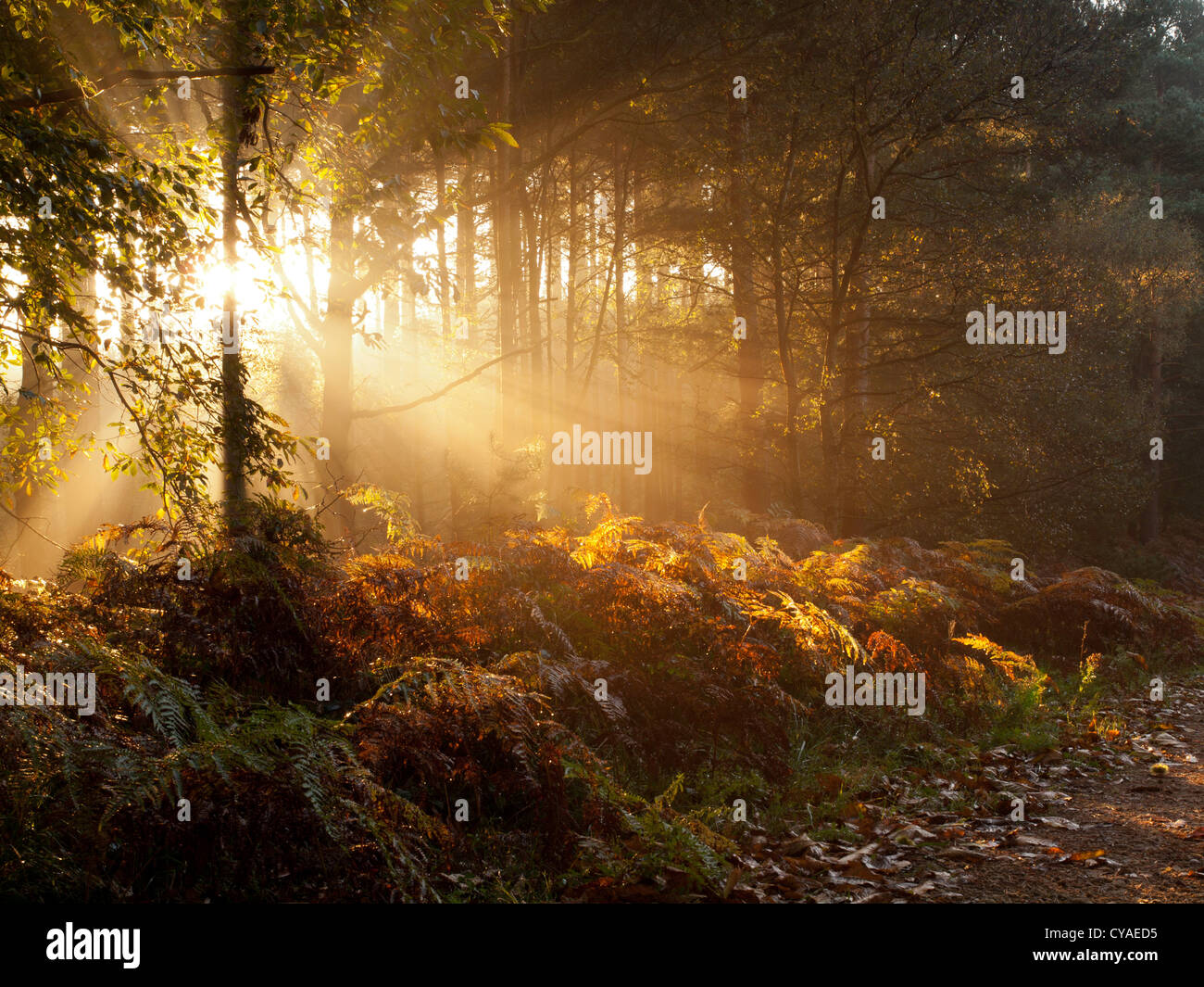 Sherwood Forest Sunrise Stockfoto