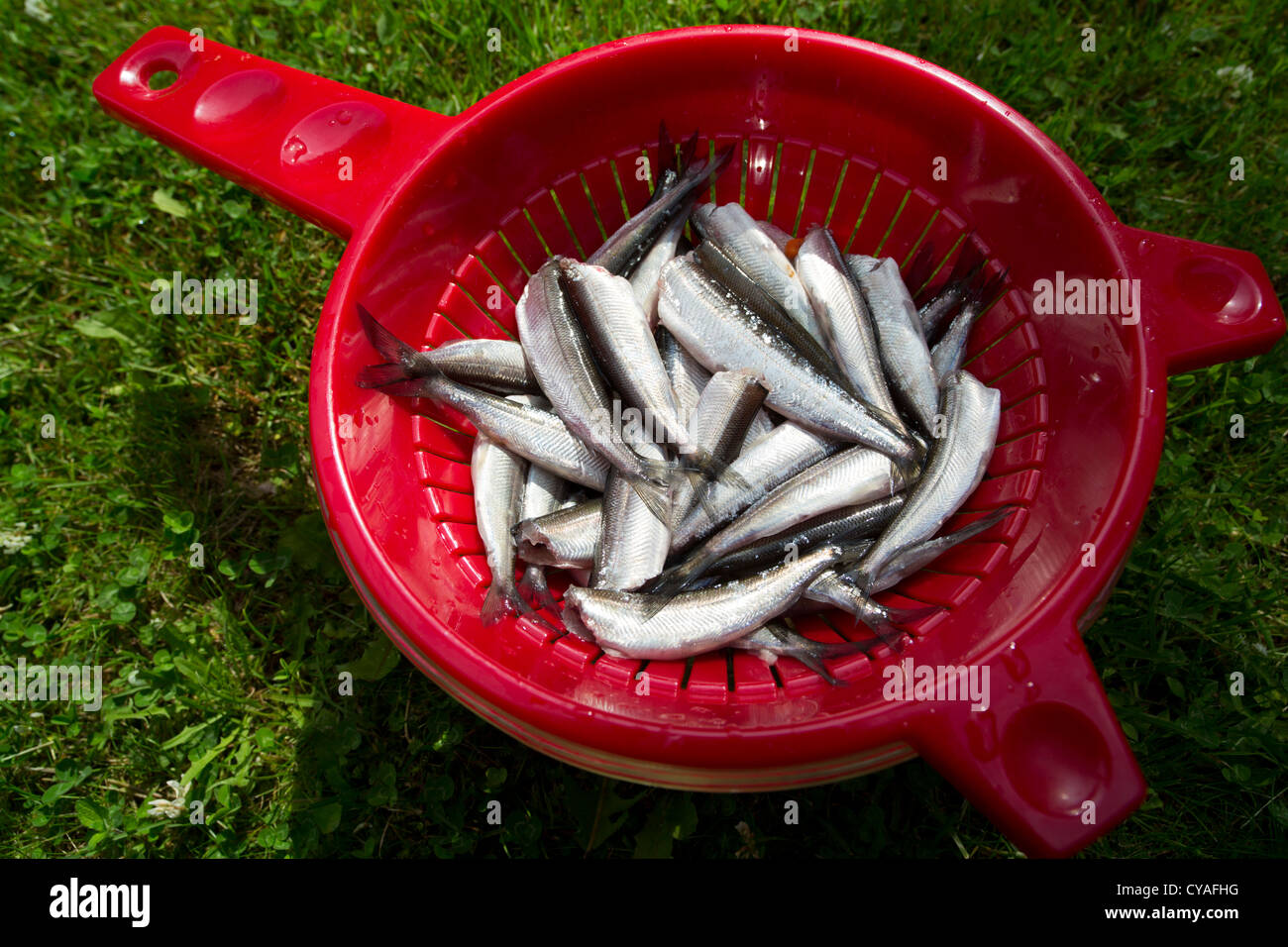 Frisch entkernte und gereinigte Vendace (corregonus albula) Fische werden auf einem Sieb, Finnland getrocknet Stockfoto