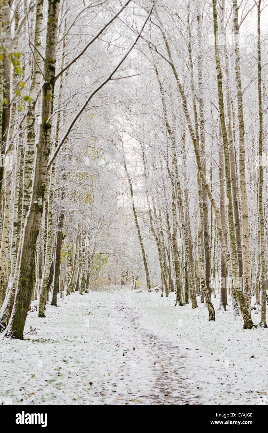 Allee im Park später im Herbst. Erster Schnee Stockfoto