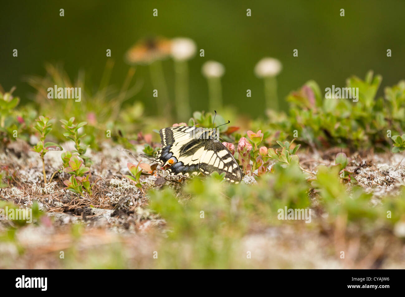 Ein Schwalbenschwanz-Schmetterling, Fütterung aus der Alpenpflanzen in den österreichischen Alpen. Stockfoto