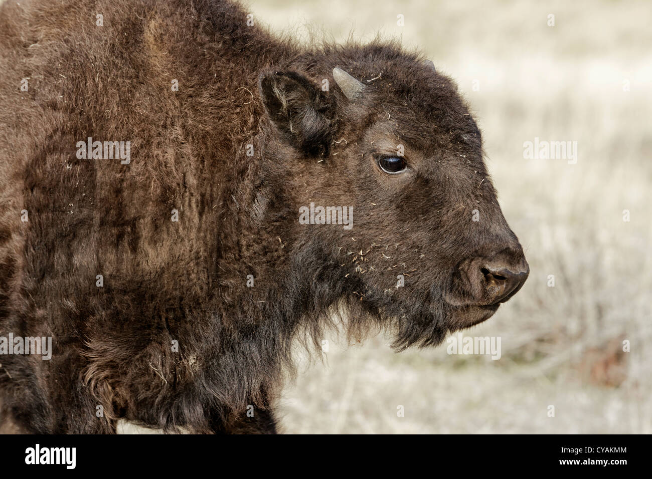 Amerikanischer Bison - junges Kalb Stockfoto