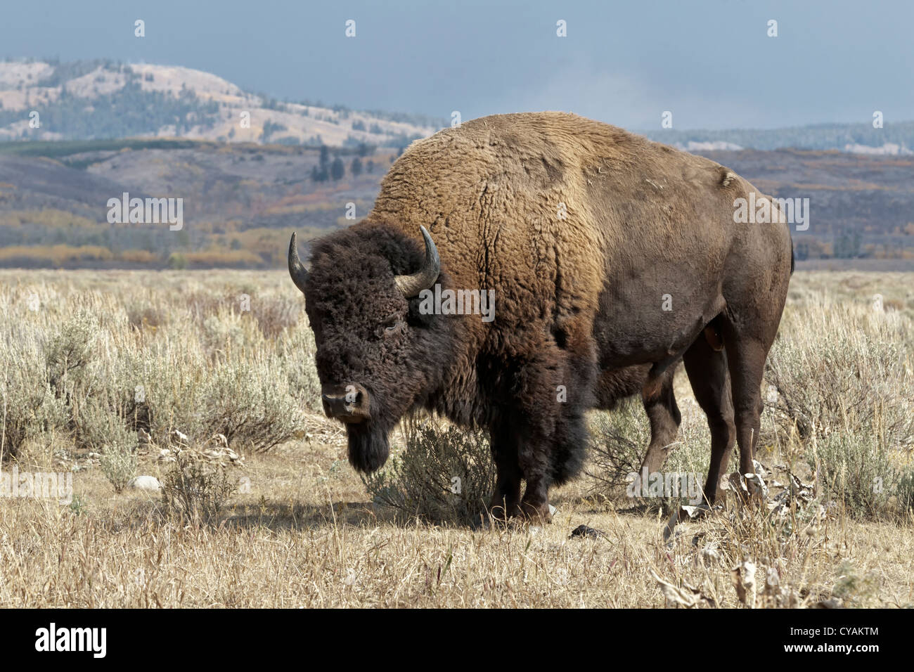 Amerikanischer Bison - Bulle in Teton Landschaft Stockfoto