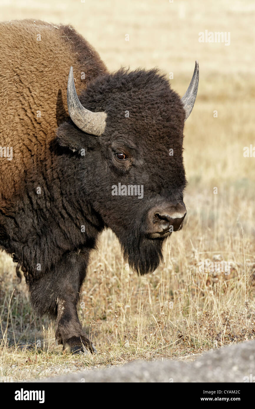 Bison - junge männliche Stockfoto