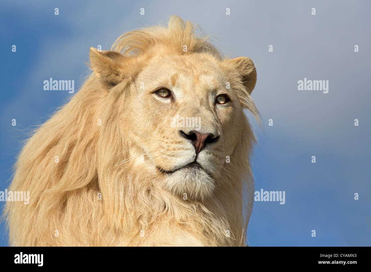 Weißer Löwe Stockfoto
