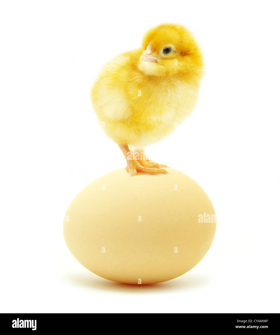 braunen Eiern und Hühnchen auf dem weißen Hintergrund isoliert Stockfoto