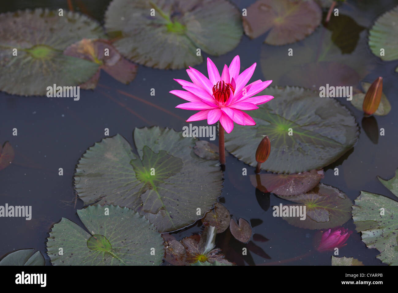 Lotus-Blume in rosa Farbe im Teich wachsen Stockfoto