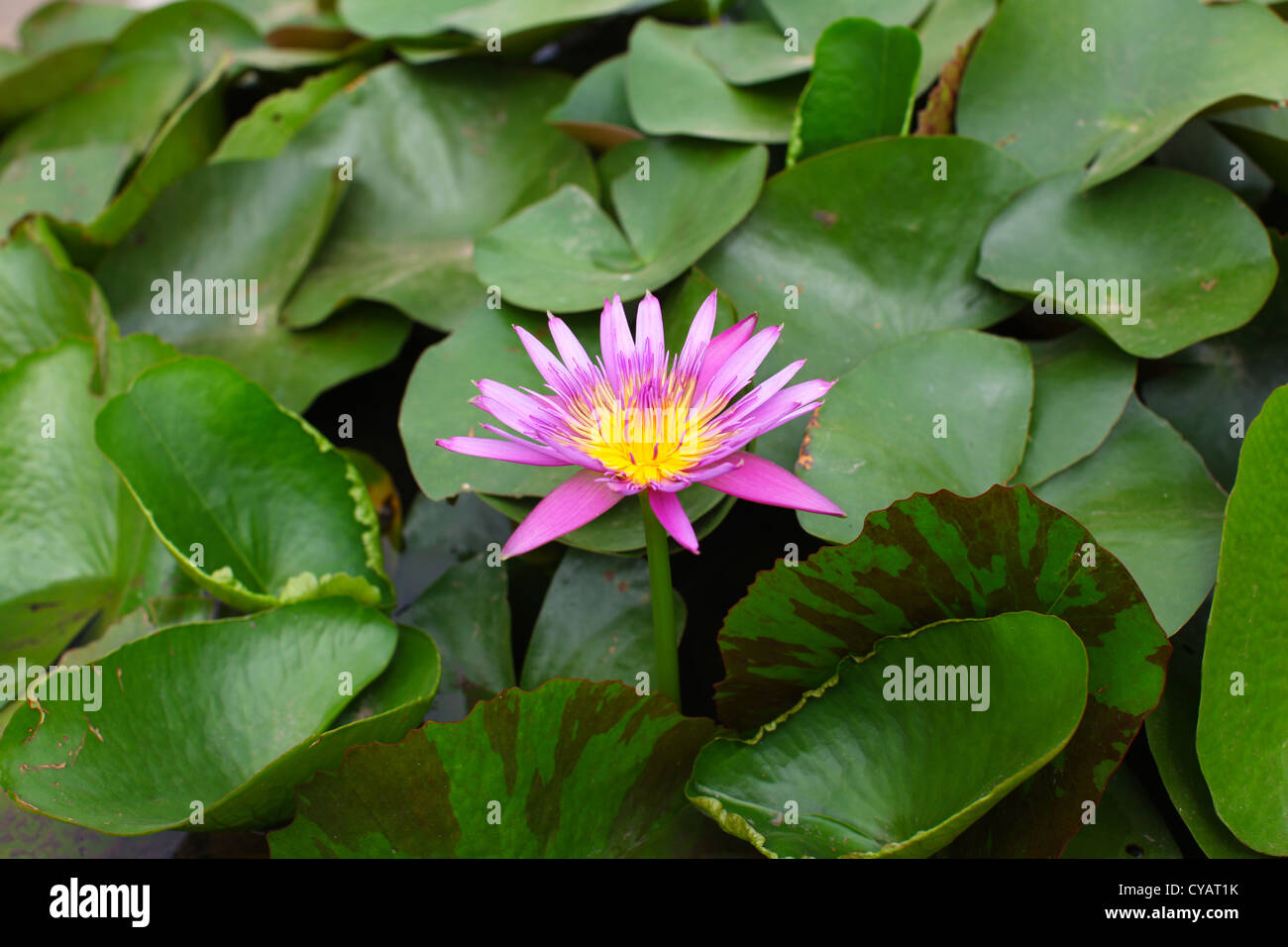 Lotusblüte mit rosa Blüten im Teich Stockfoto