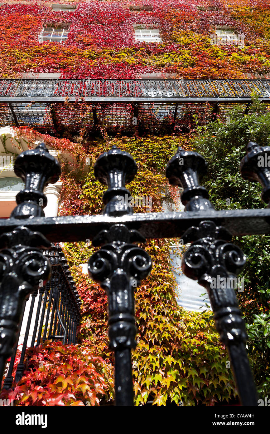 Efeu bedeckt Georgian House am St. Stephens Green in Dublin Irland Stockfoto