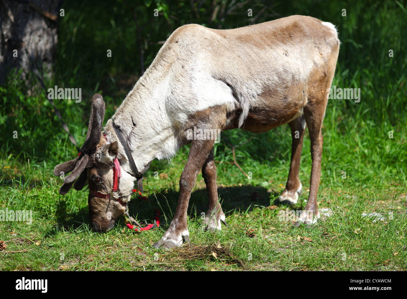Rentier mit kleinen Geweih auf den Wiesen Weiden Stockfoto