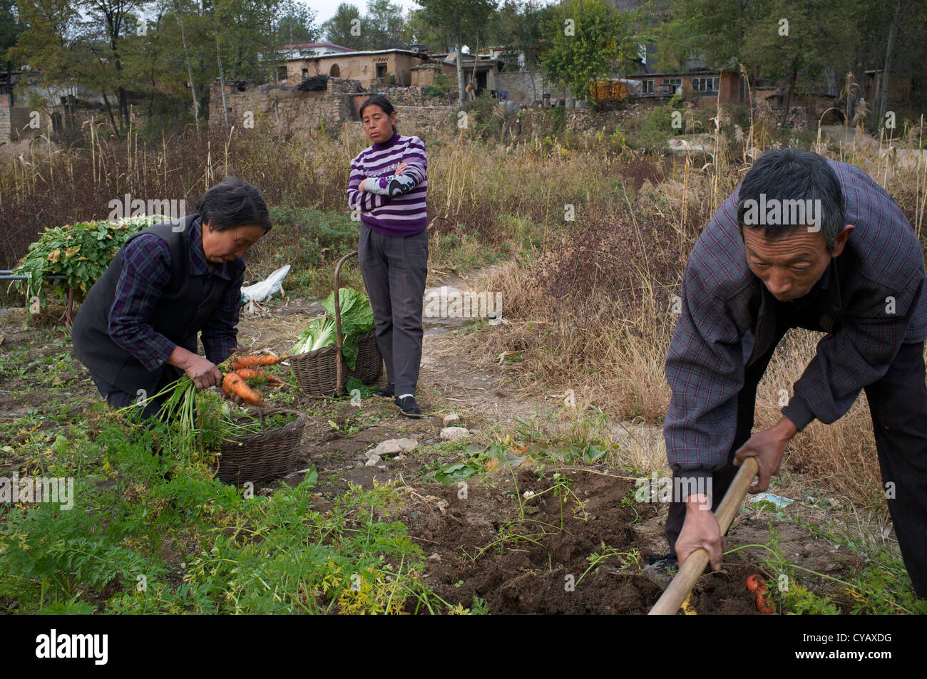 Chinesische Bauern grub für Karotten in den Feldern im ländlichen Pingshan, einer der offiziell benannten Armut County in China. 23. Oktober 2012 Stockfoto