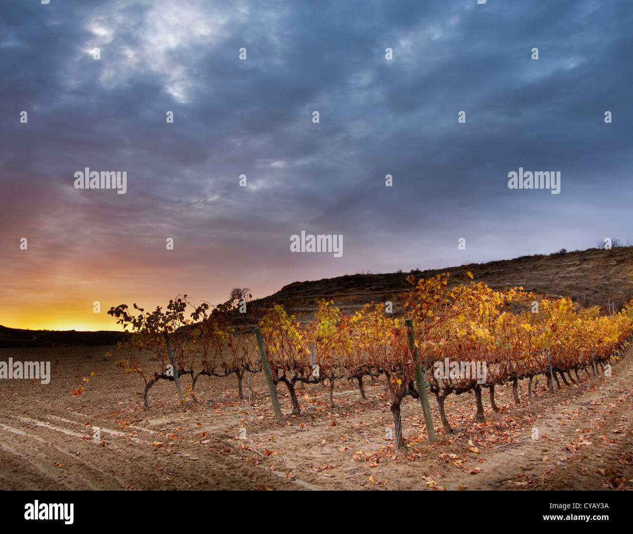 Weinberg im Herbst. La Rioja.Spain. Stockfoto