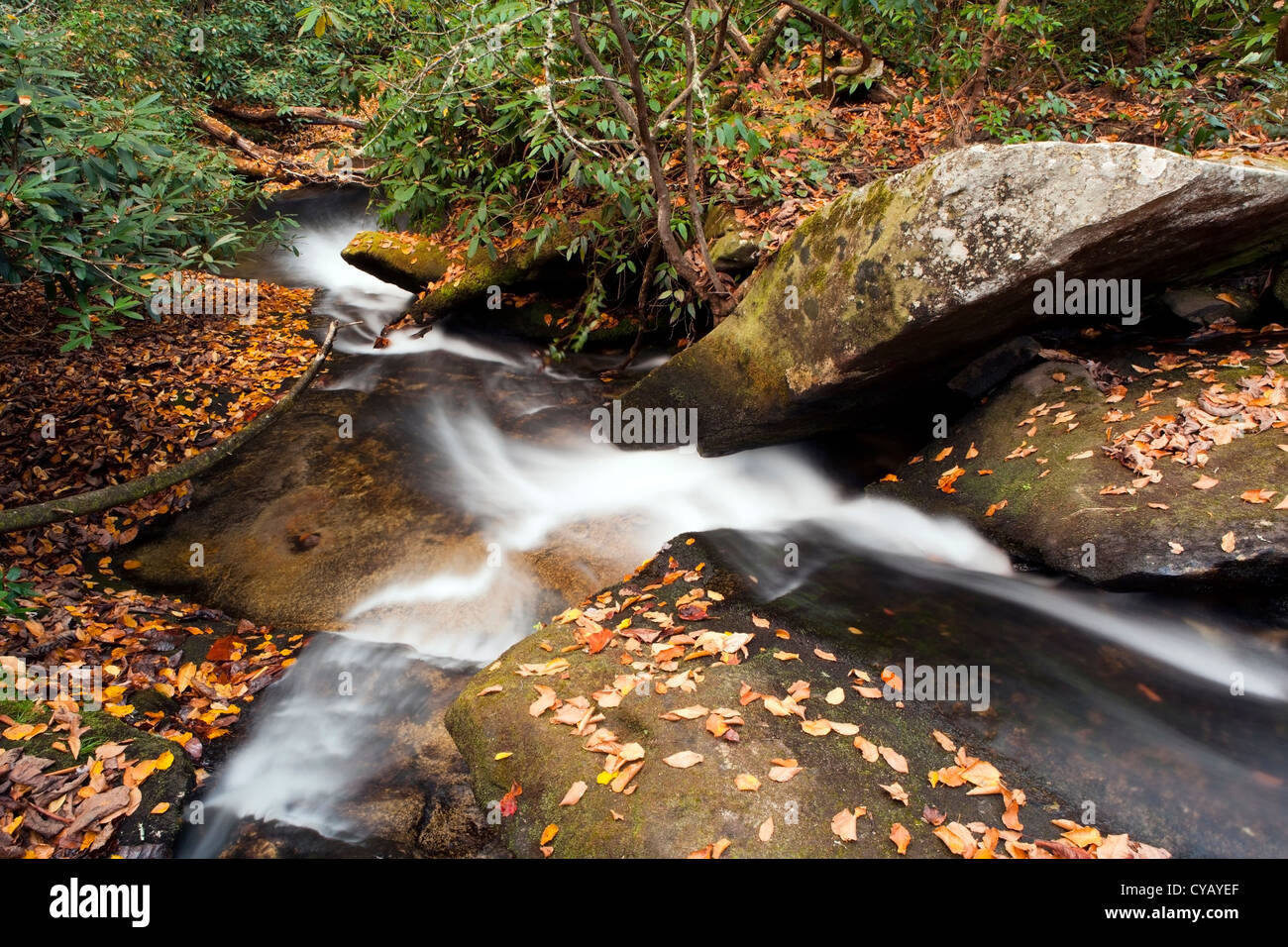 Cedar Steinschlag - Pisgah National Forest - nahe Brevard, North Carolina, USA Stockfoto