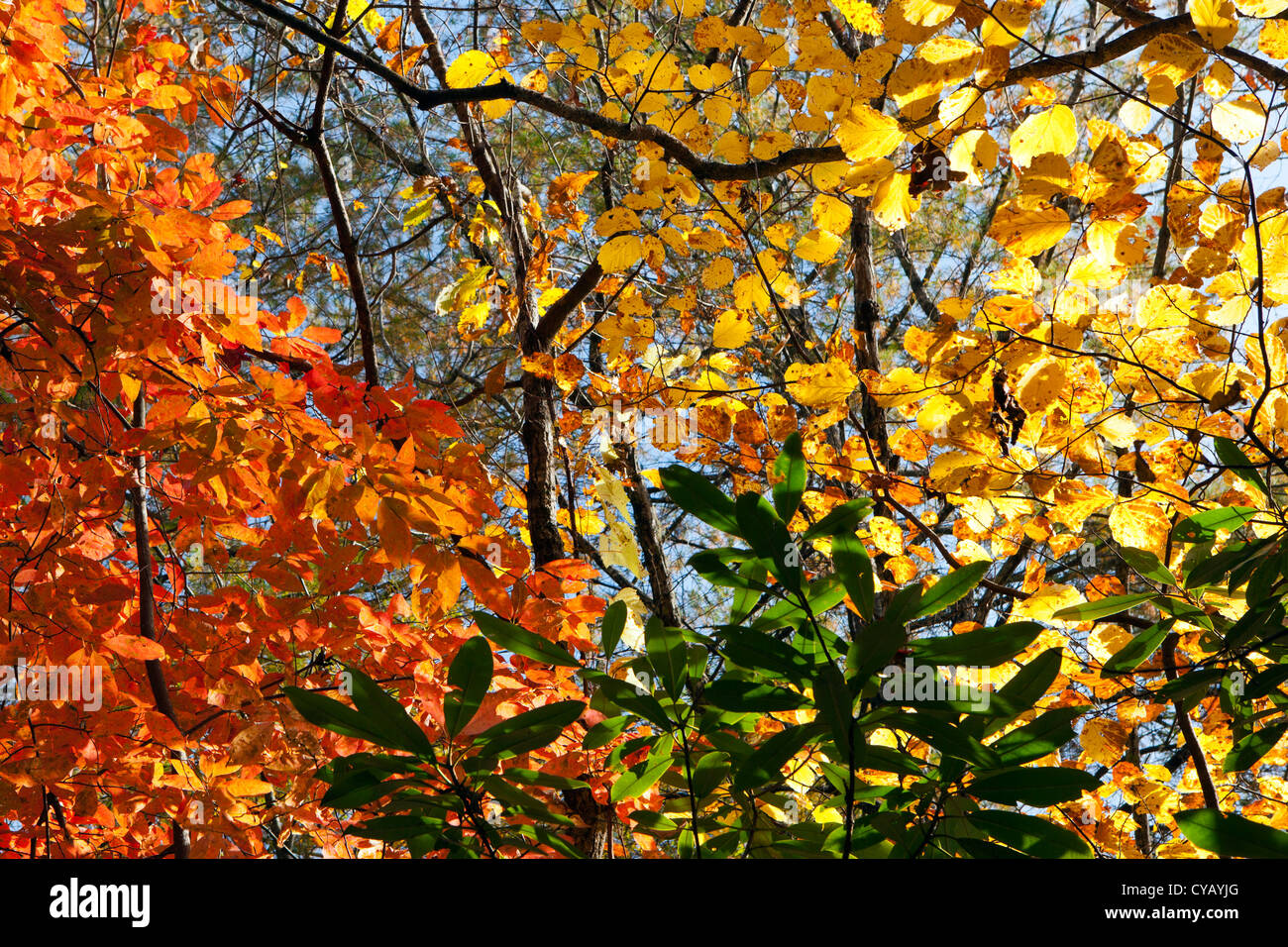 Herbstlaub - DuPont State Forest, in der Nähe von Brevard, North Carolina USA Stockfoto