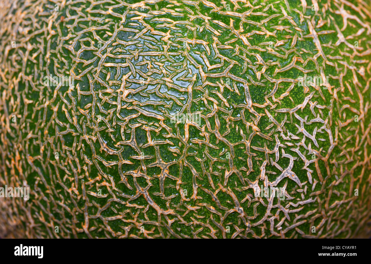 Nahaufnahme eines ungeraden grüne Haut einer Melone ähnlich wie León Stockfoto