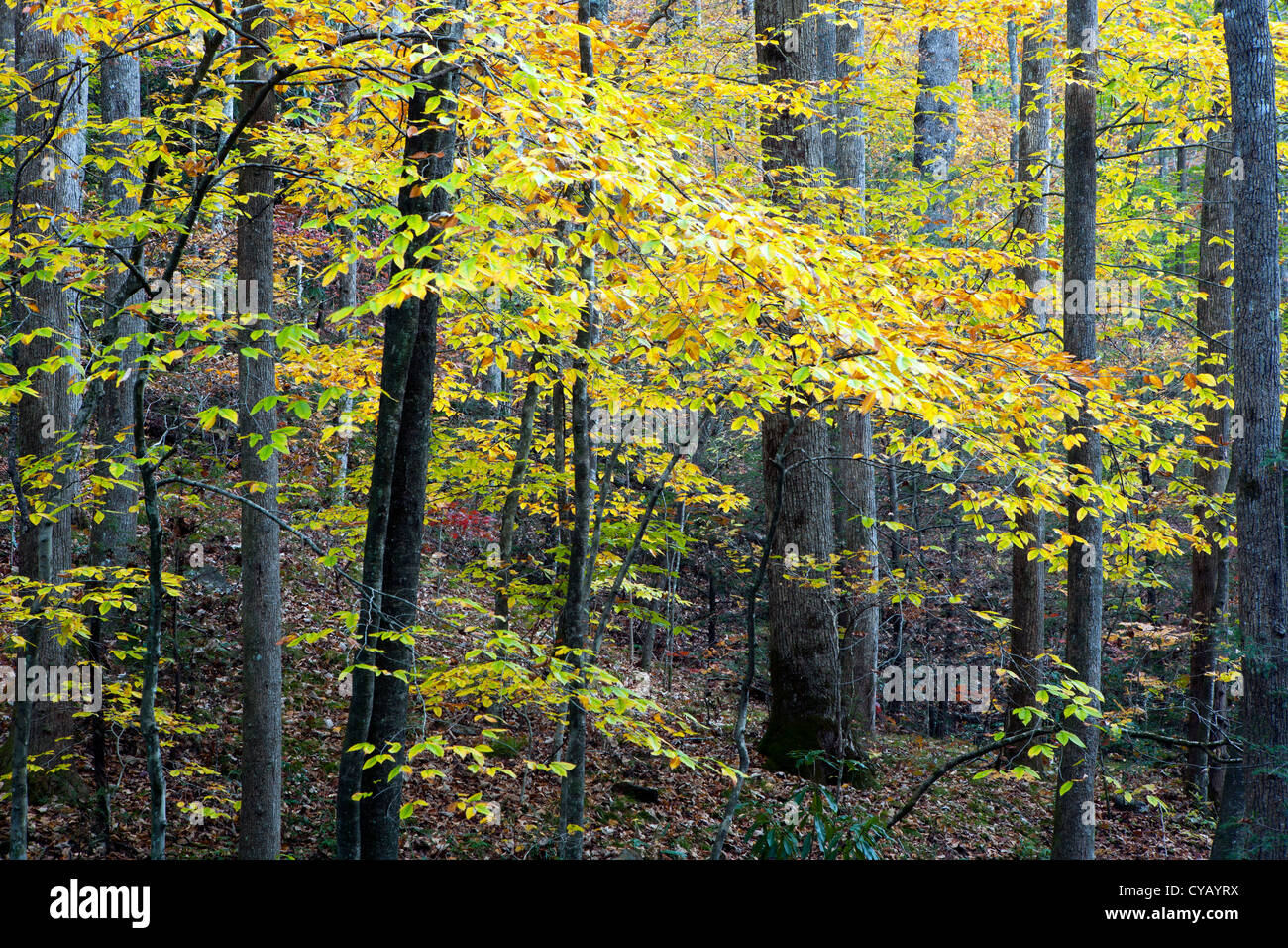 Herbst Farben in den Wald - Pisgah National Forest - nahe Brevard, North Carolina USA Stockfoto