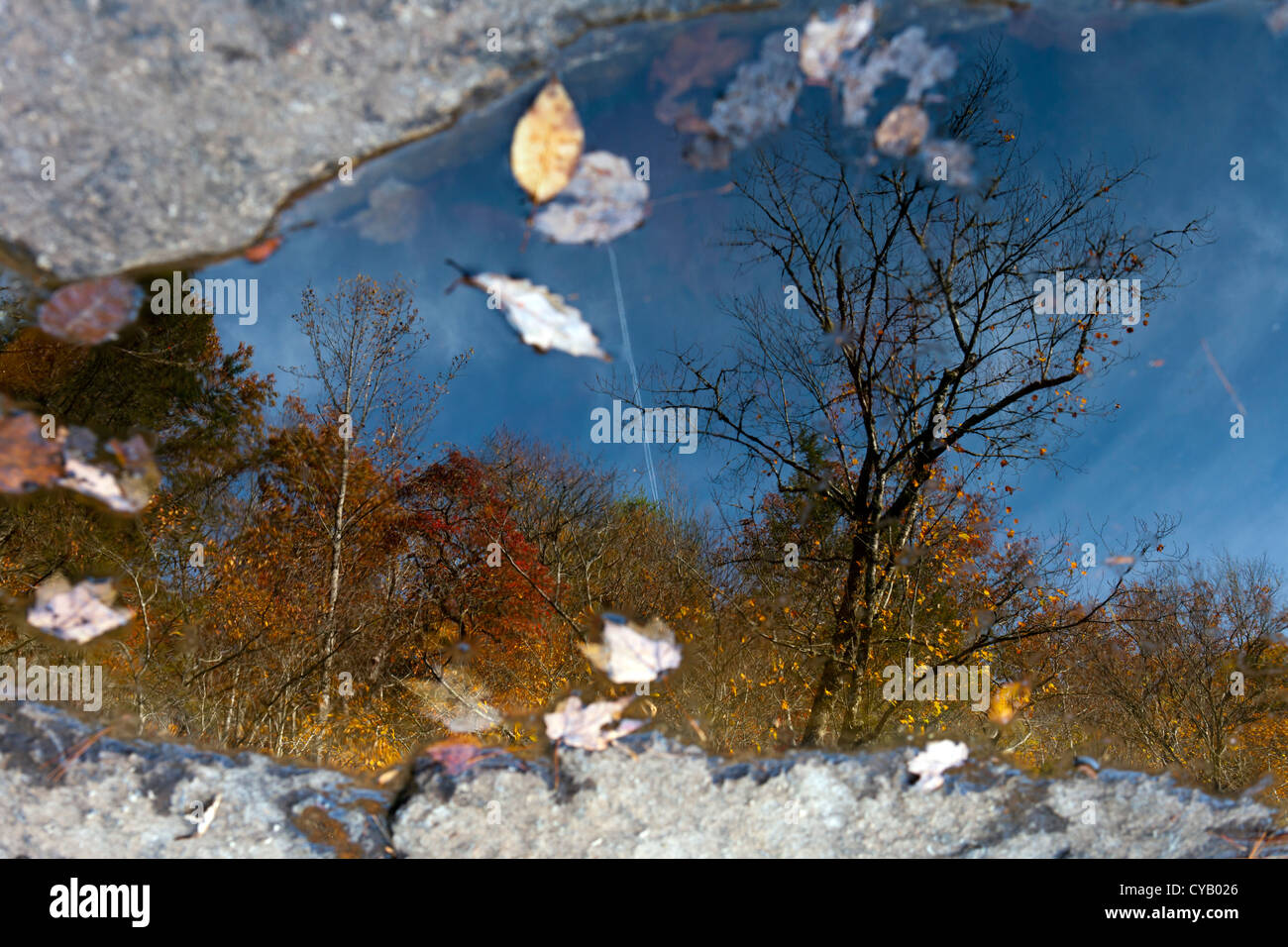 Baum-Reflexionen - DuPont State Forest - nahe Brevard, North Carolina USA Stockfoto