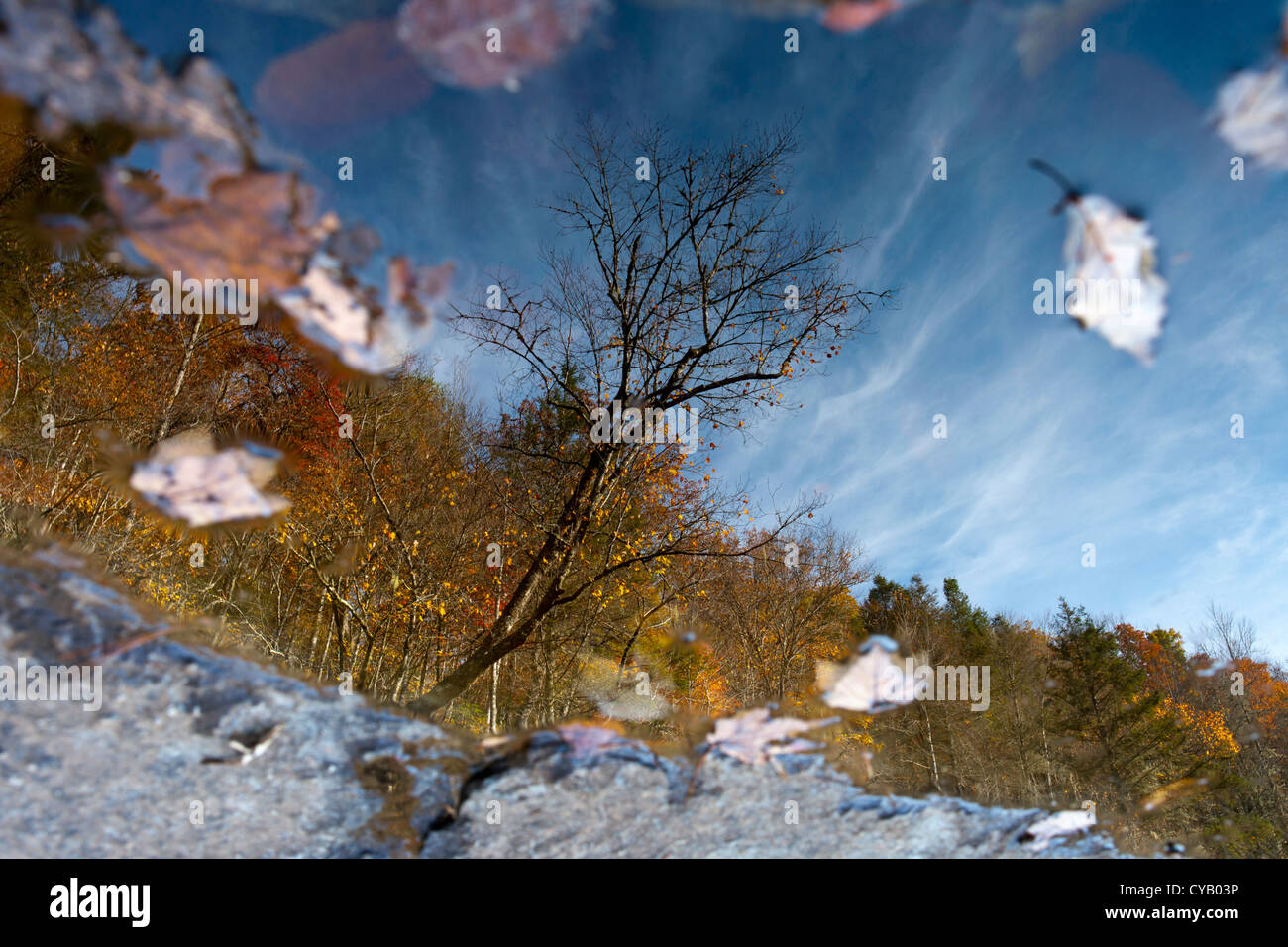 Baum-Reflexionen - DuPont State Forest - nahe Brevard, North Carolina USA Stockfoto