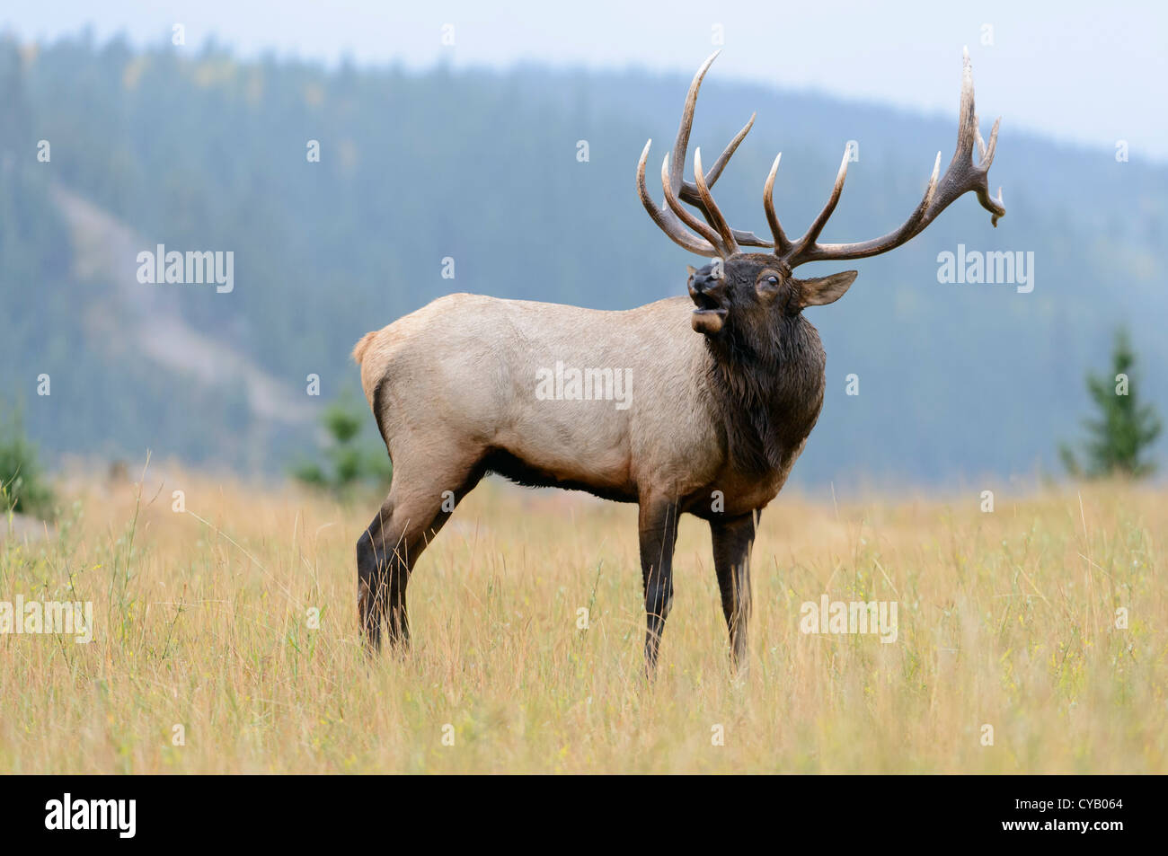 Hallten Bull Elk - Cervus Elaphus - Northern Rockies Stockfoto
