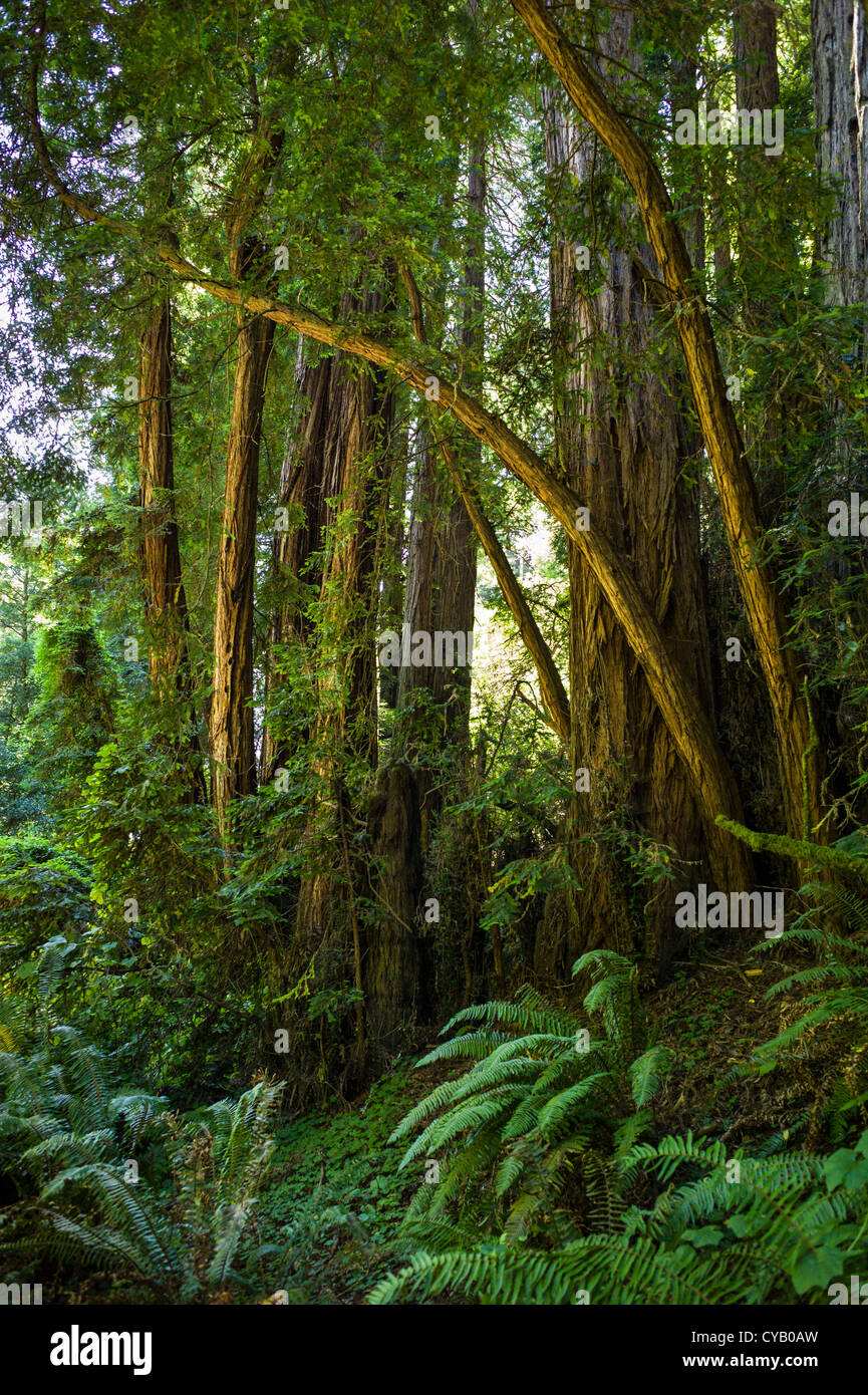 MUIR WOODS NATIONAL MONUMENT (1908) MILL VALLEY MARIN COUNTY IN KALIFORNIEN Stockfoto