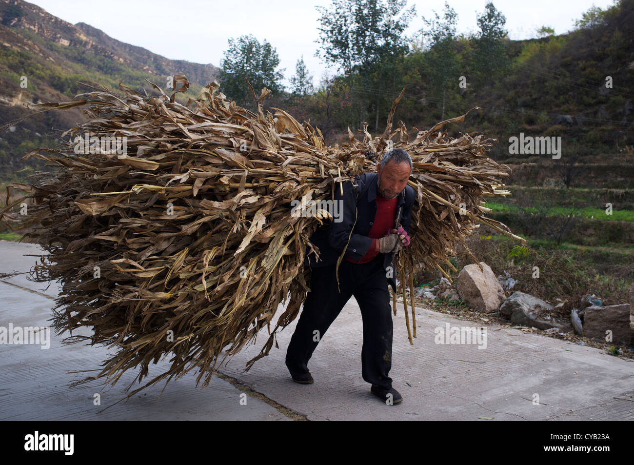 Zhao Shijia, 65 Jahre alt, trägt Mais Stroh als Brennstoff in Laofen Dorf, Pingdshan County, Provinz Hebei, China. 23. Oktober 2012 Stockfoto