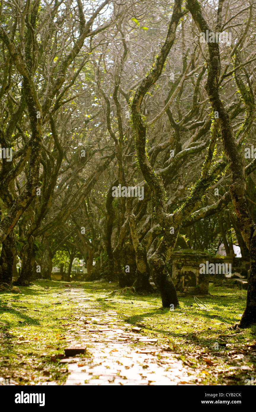 Friedhof in der Tageszeit, scheint die Sonne durch die Äste. Stockfoto