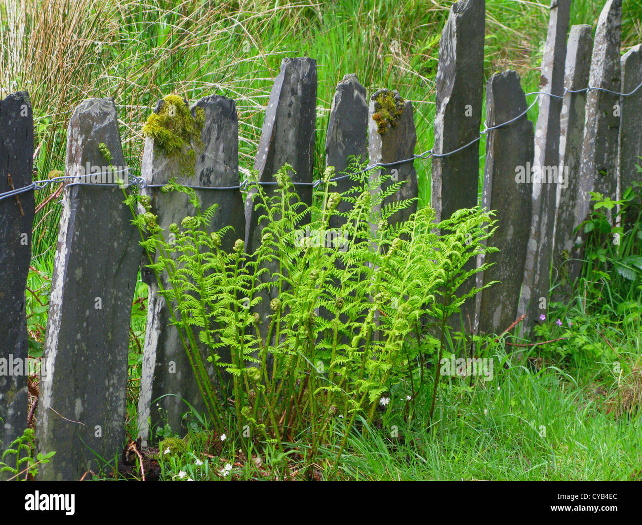 Schiefer Zaun, Llangollen, Denbighshire, Wales Stockfoto