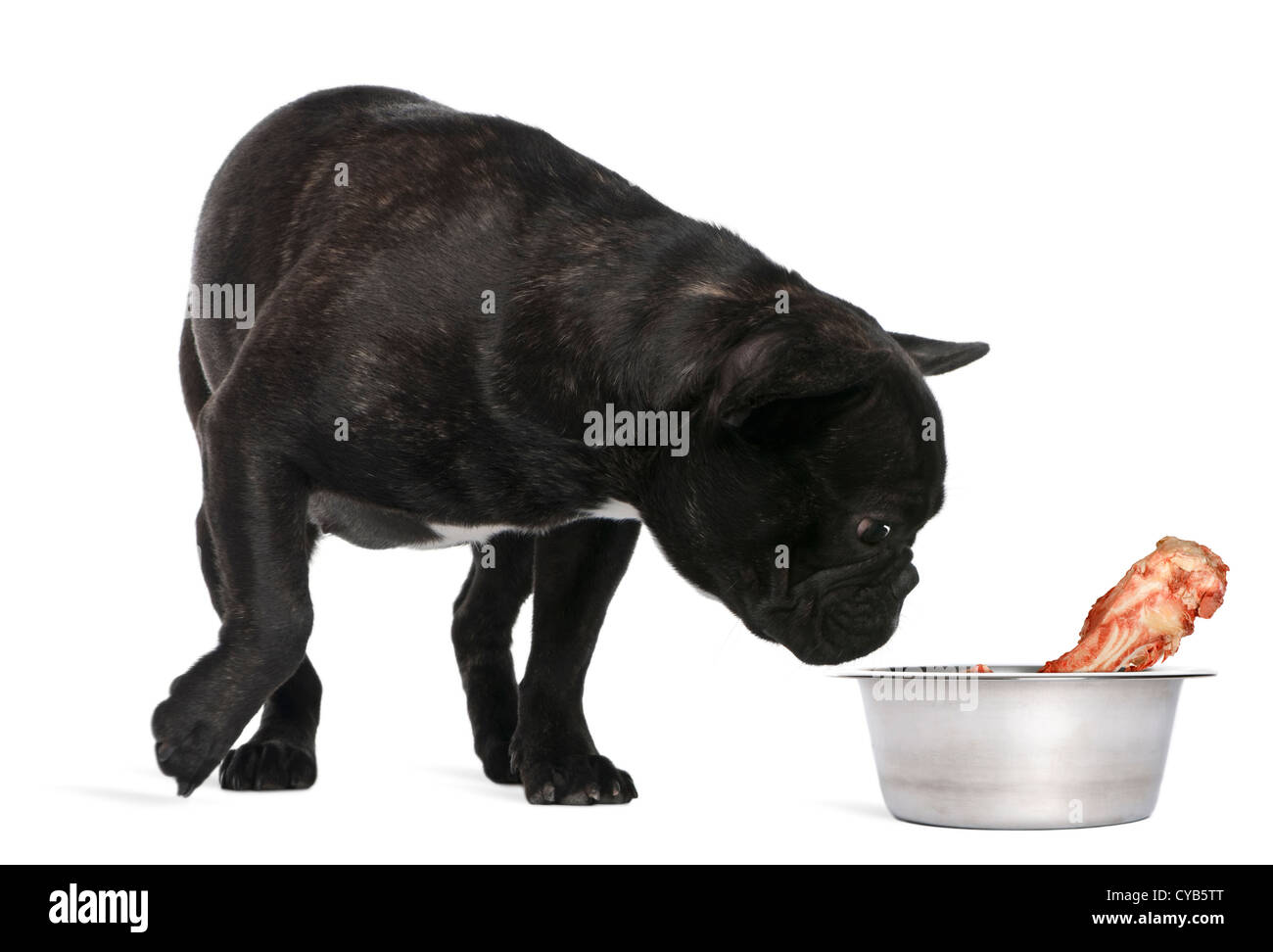 Französische Bulldogge, 12 Monate alt, schnüffeln Knochen in Schüssel vor weißem Hintergrund Stockfoto