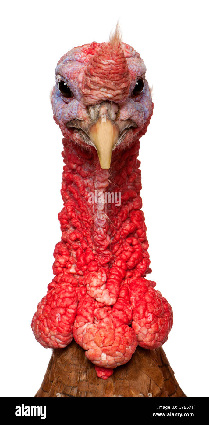 Red Ardenner Türkei vor weißem Hintergrund Stockfoto