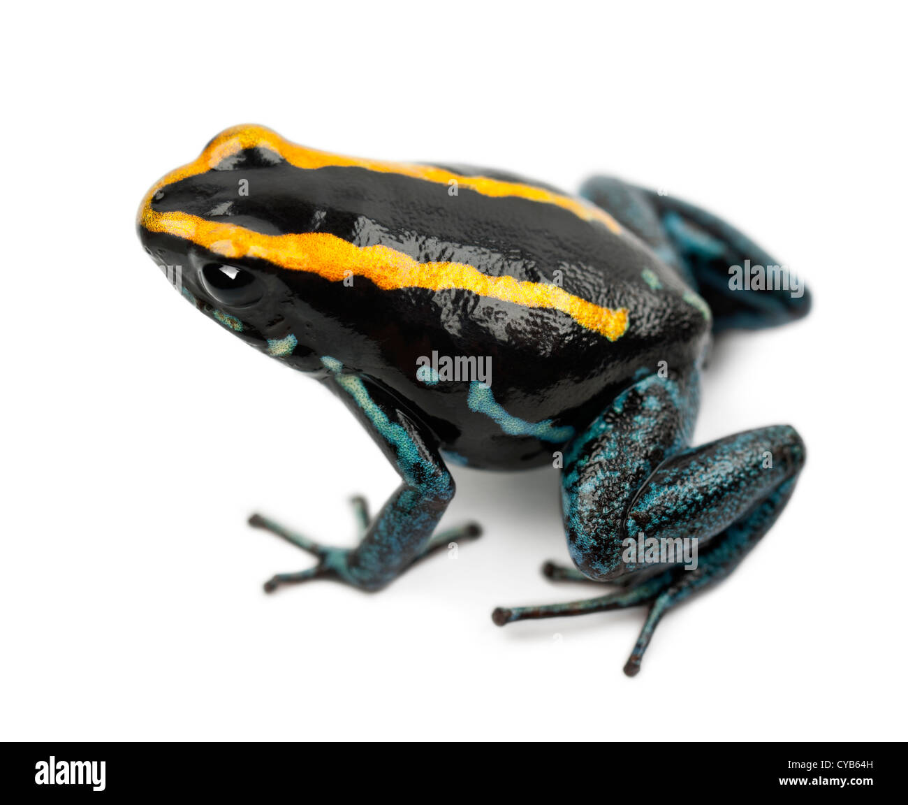 Golfodulcean Poison Frog, Phyllobates Vittatus vor weißem Hintergrund Stockfoto