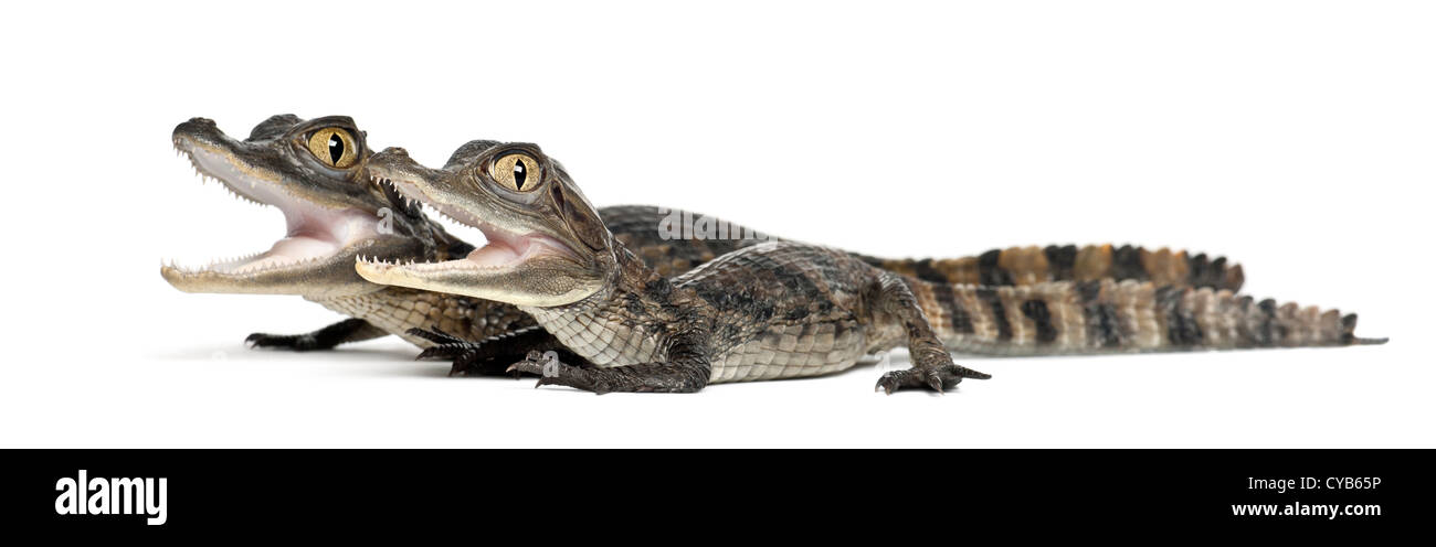 Brillentragende Kaimane, Caiman Crocodilus, auch bekannt als die weiße Kaiman oder gemeinsame Caiman, 2 Monate alt, vor weißem Hintergrund Stockfoto