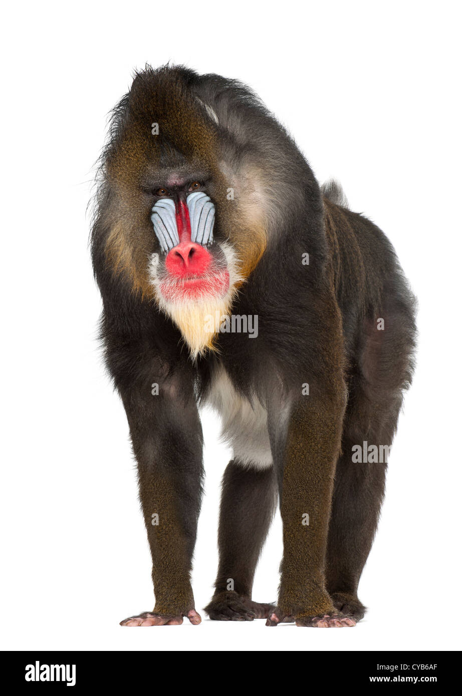 Mandrill, 22 Jahre alt, Mandrillus Sphinx, vor weißem Hintergrund Stockfoto