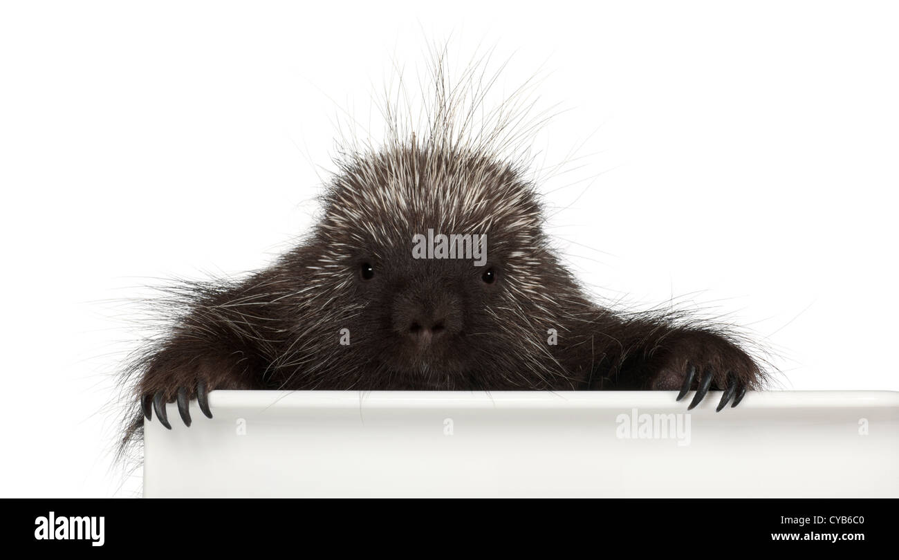 North American Stachelschwein, Erethizon Dorsatum, auch bekannt als Canadian Porcupine oder gemeinsame Stachelschwein vor weißem Hintergrund Stockfoto