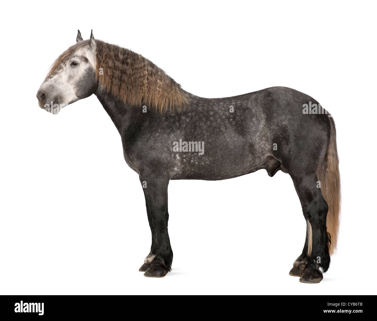 Percheron, 5 Jahre alt, eine Pferderasse Entwurf, stehend vor weißem Hintergrund Stockfoto