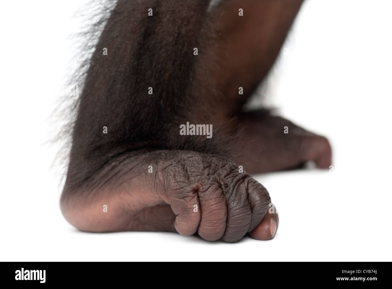 Baby Bonobo, Pan Paniscus, 4 Monate alt, Nahaufnahme der Füße vor weißem Hintergrund Stockfoto