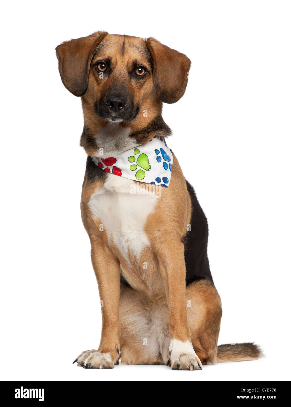 Hund, gezüchtet Kreuz mit Beagle, 2 Jahre alt, tragen Halstuch sitzend vor weißem Hintergrund Stockfoto