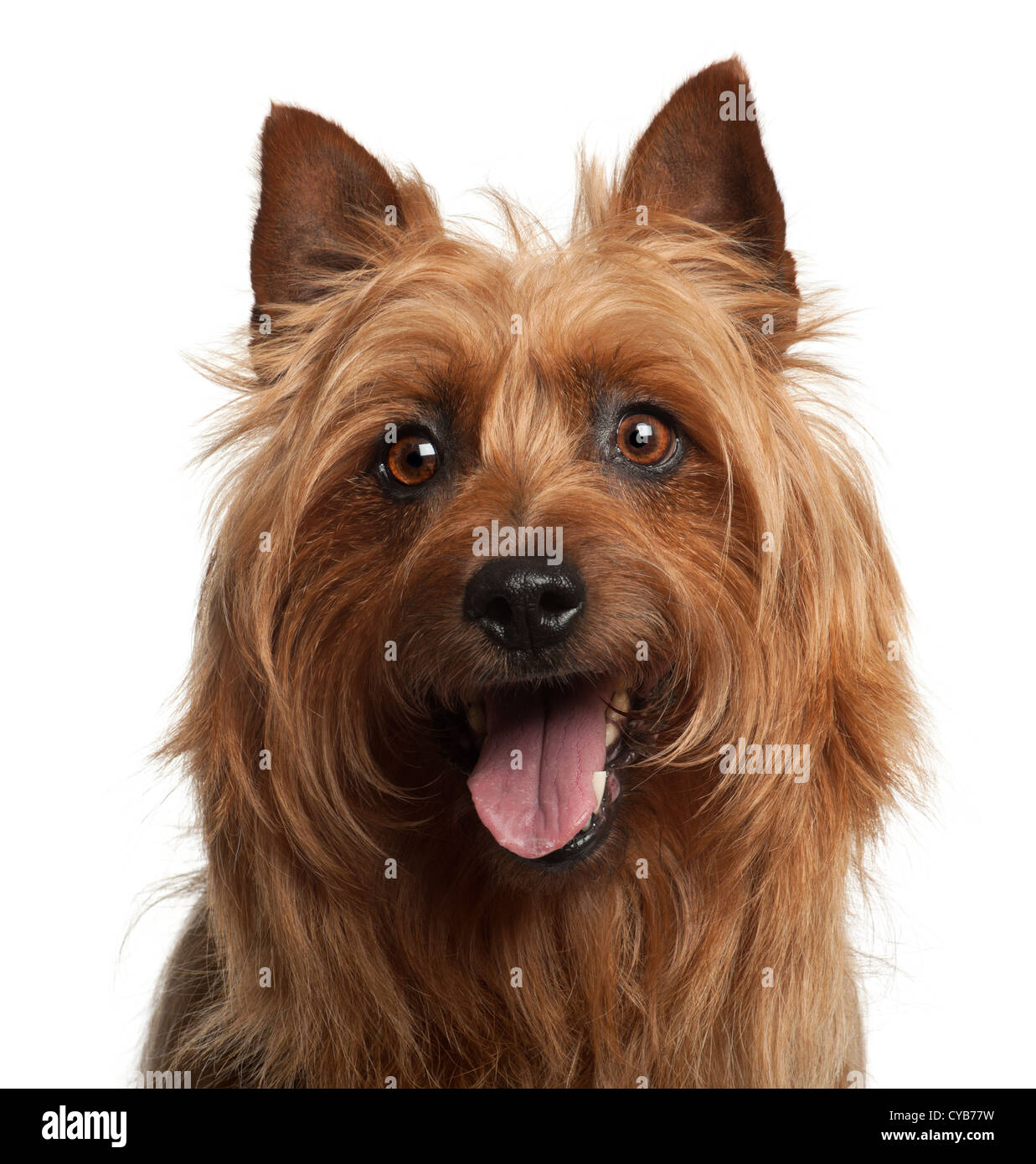 Australian Terrier, 8 Jahre alt, vor weißem Hintergrund Stockfoto