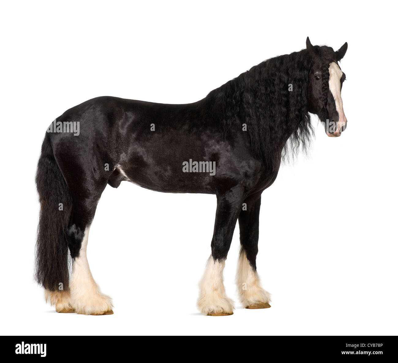Shire Horse stehend vor weißem Hintergrund Stockfoto Shire Horse stehend vor weißem Hintergrund Stockfoto