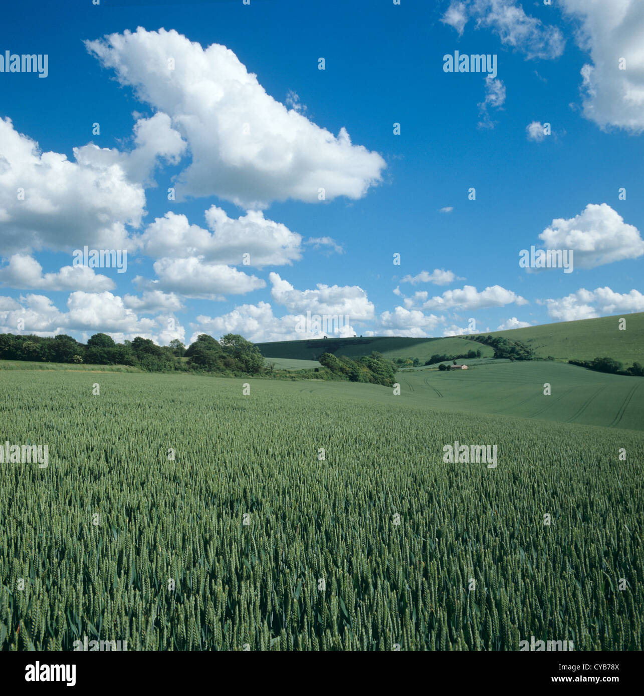 Blick über Weizenernte im Ohr mit Schönwetter-Cumulus-Wolken Stockfoto