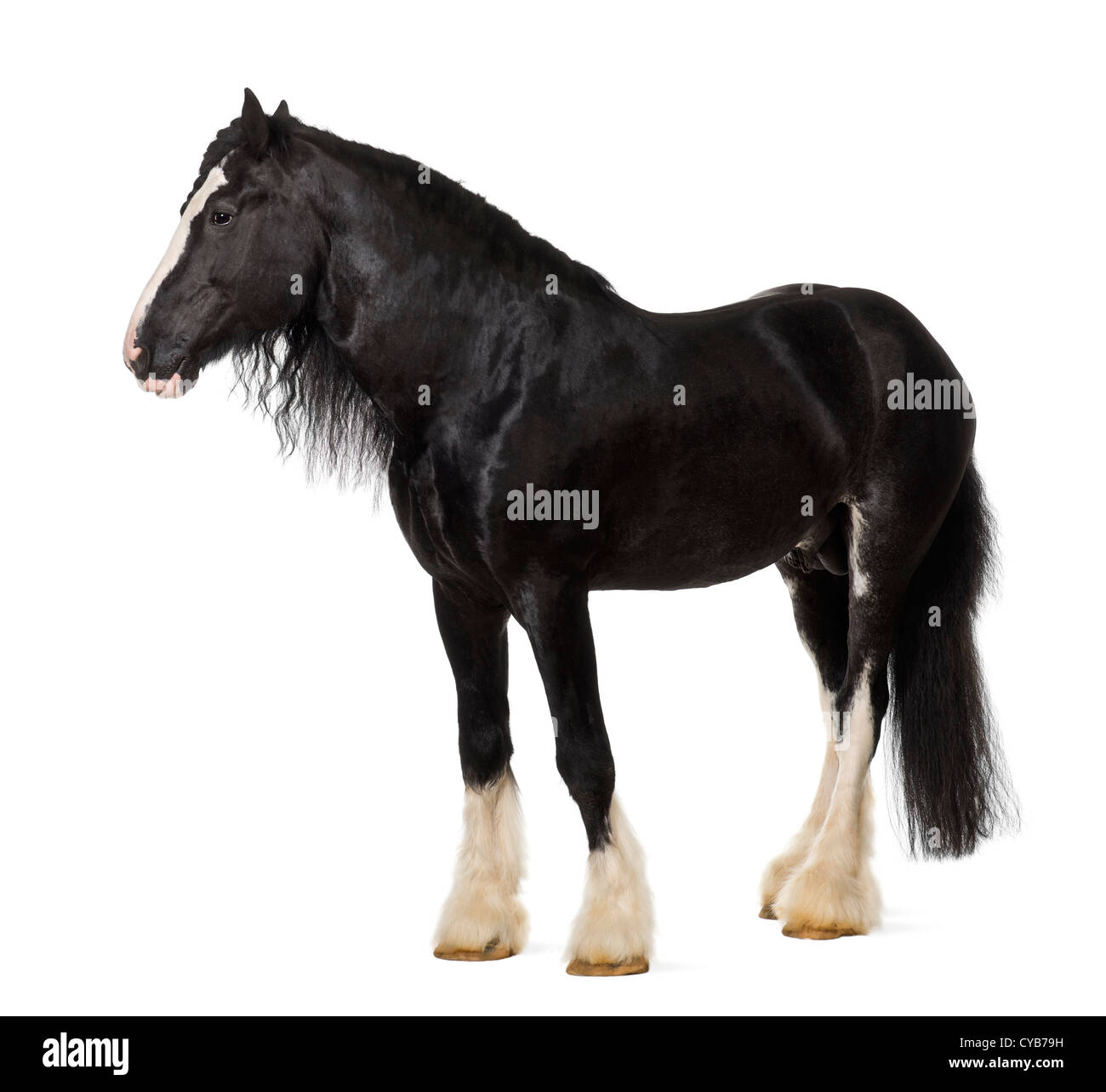 Shire Horse stehend vor weißem Hintergrund Stockfoto