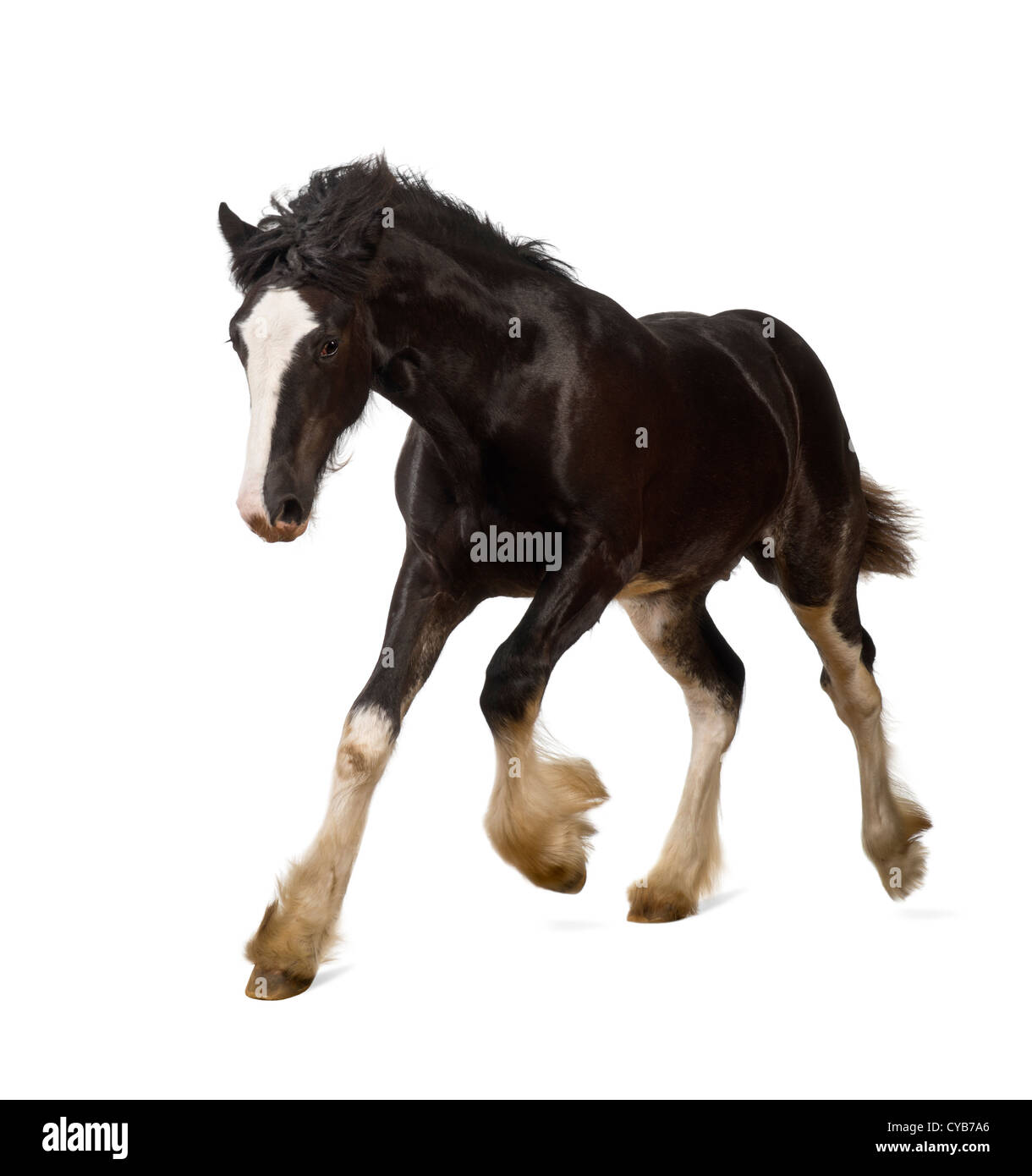 Shire Horse Fohlen im Galopp vor weißem Hintergrund Stockfoto Shire Horse Fohlen im Galopp vor weißem Hintergrund Stockfoto