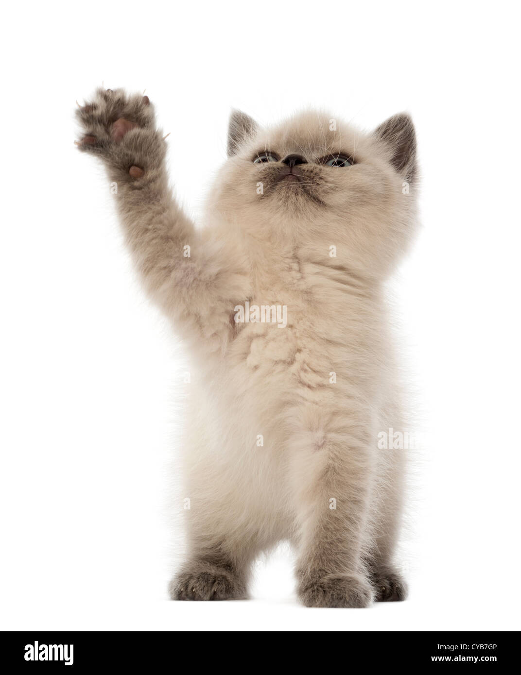 British Kurzhaar Kätzchen, 9 Wochen alt, nachschlagen und spielen vor weißem Hintergrund Stockfoto
