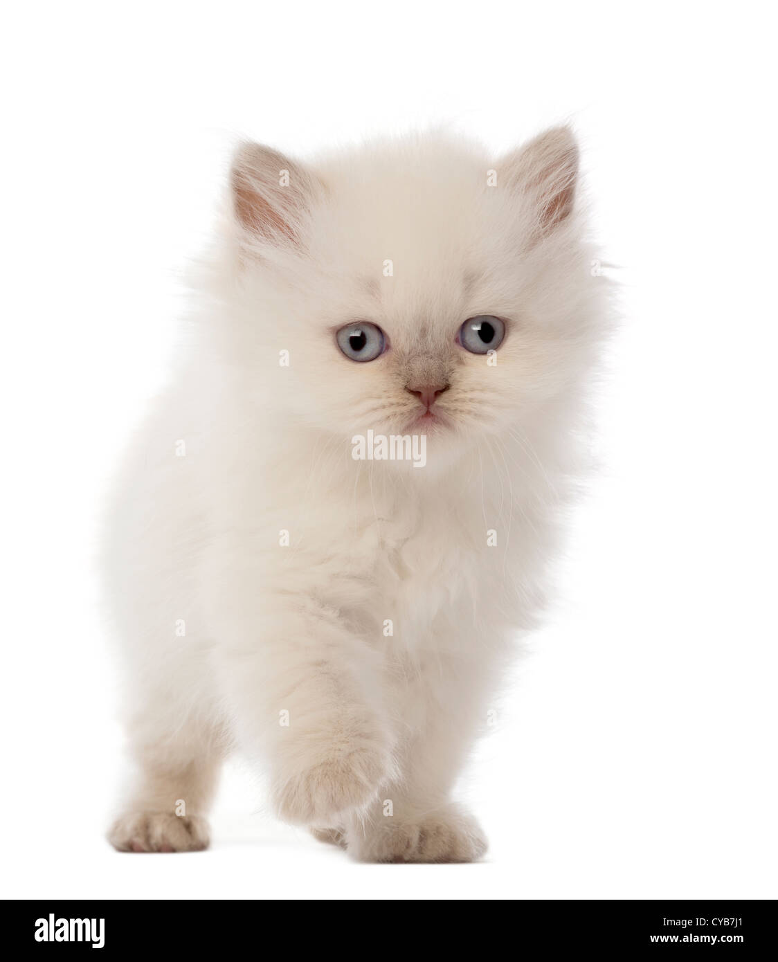 British Longhair Kitten, 5 Wochen alt, Fuß vor weißem Hintergrund Stockfoto