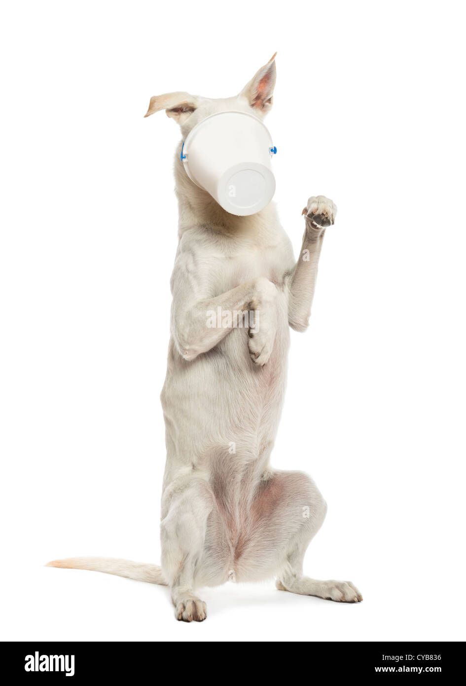 Kreuzen Sie Hundesitting mit Kunststoff-Eimer auf seinem Gesicht vor weißem Hintergrund Stockfoto