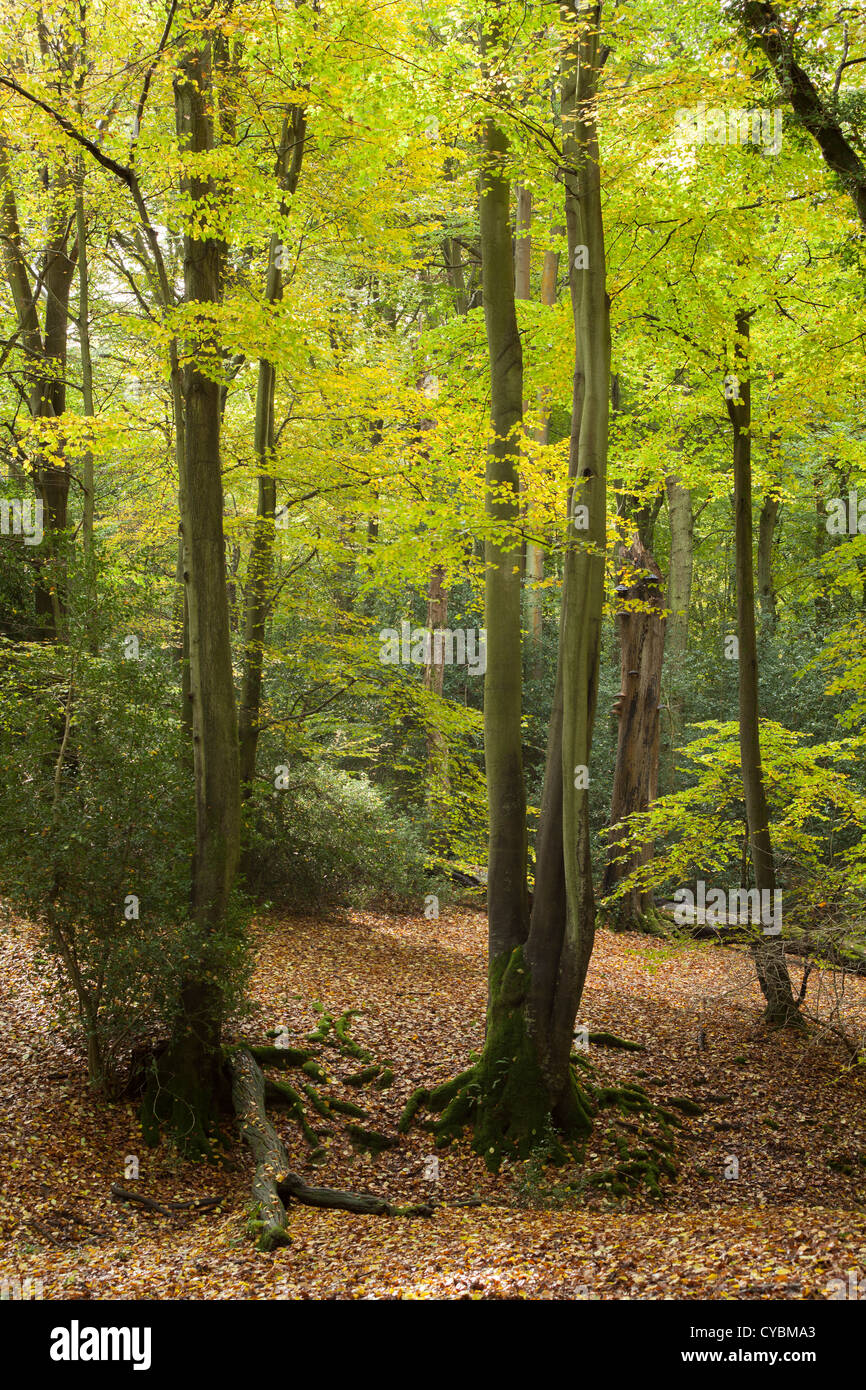 Die Herren "gemischte" Wald in der Nähe von Petworth, West Sussex Stockfoto