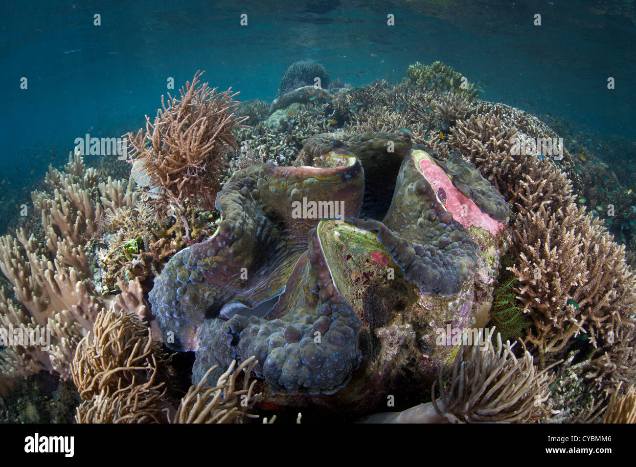 Eine massive Riesenmuschel Tridacna Gigas, wächst in sehr flachem Wasser an einem gesunden Korallenriff. Dies ist eine vom Aussterben bedrohte Arten. Stockfoto